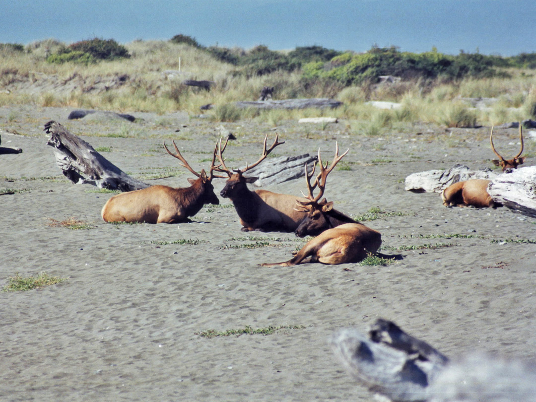 Gold Bluffs Beach, Prairie Creek Redwoods State Park