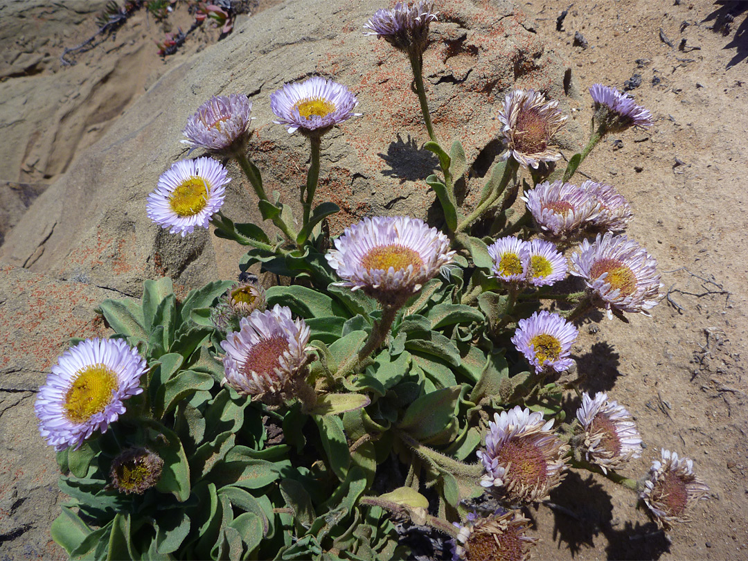 Seaside daisy