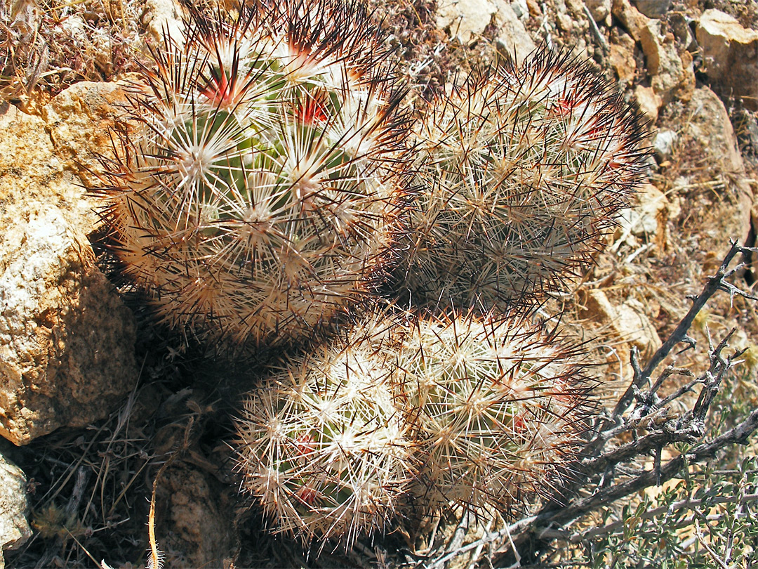 Dark spines