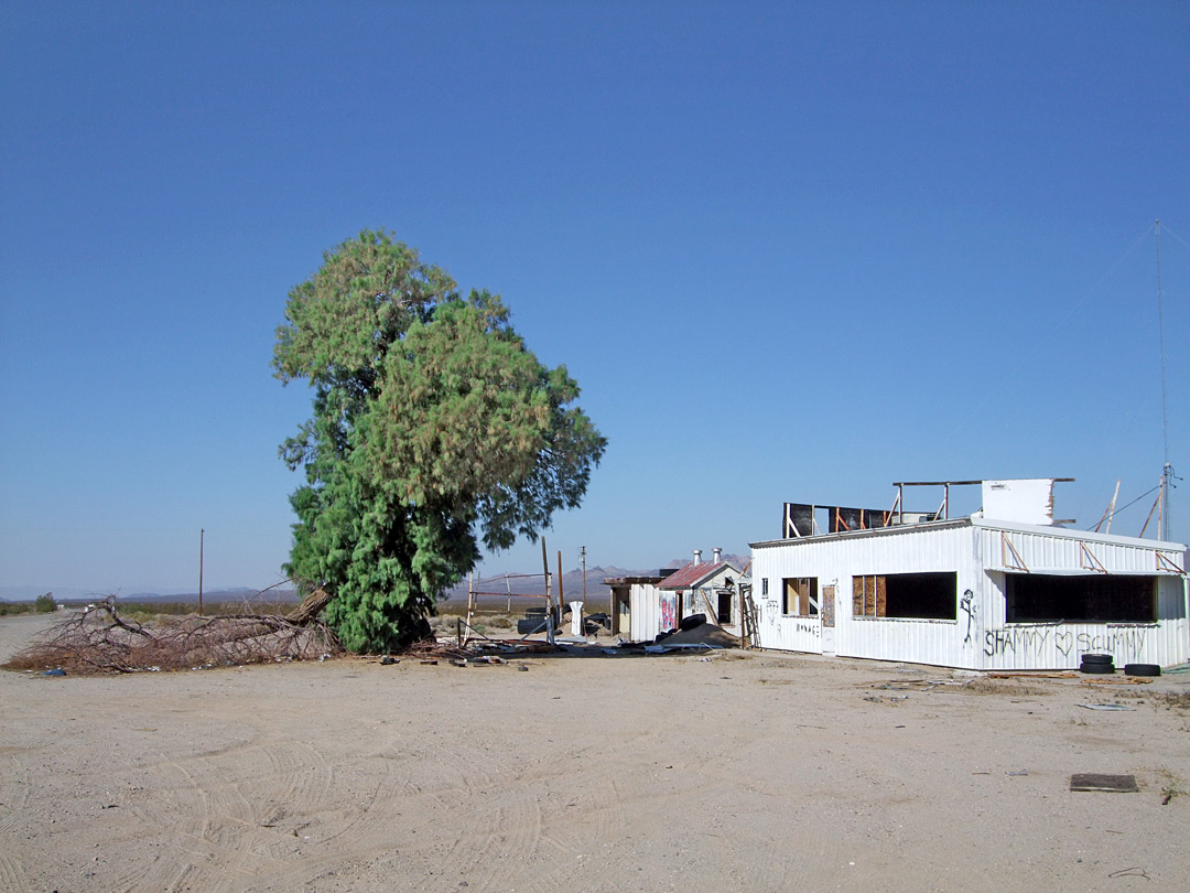 Tree and ruin