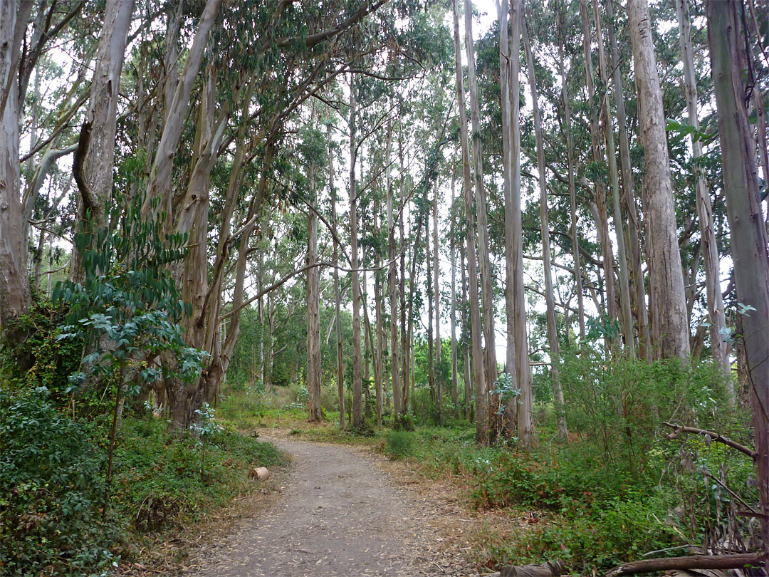 Start of the trail
