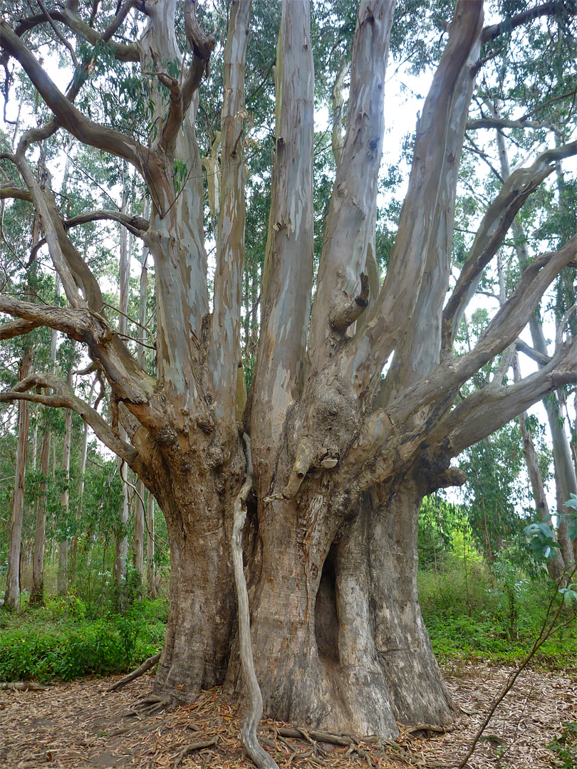 Aged tree trunk