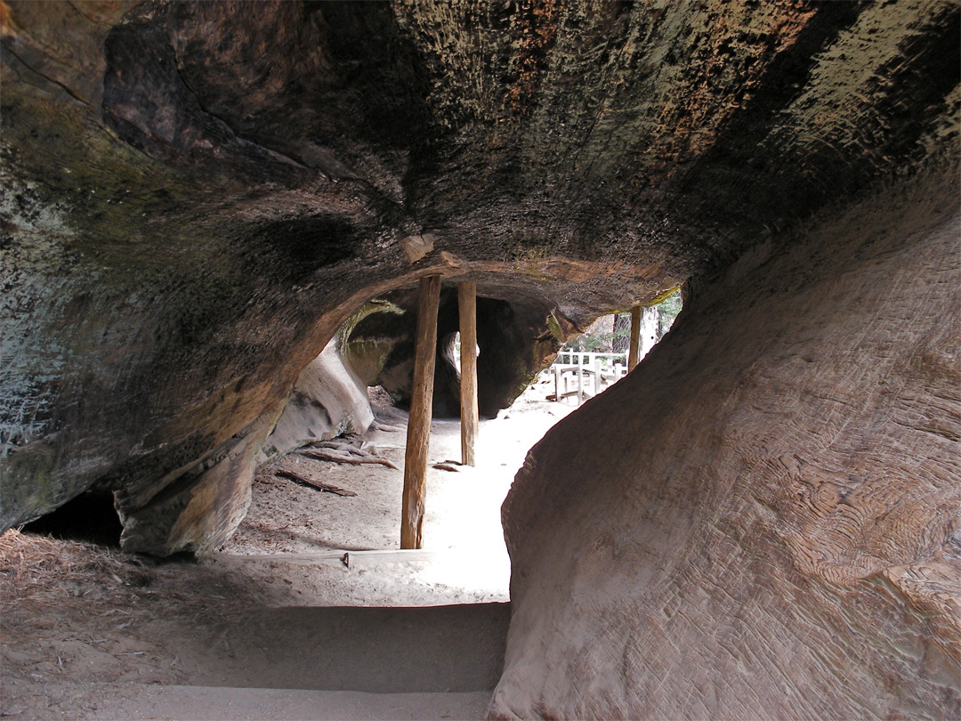 Hollow trunk of the Fallen Monarch