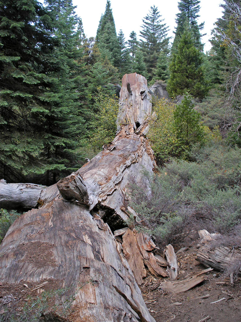 Ancient sequoia trunk