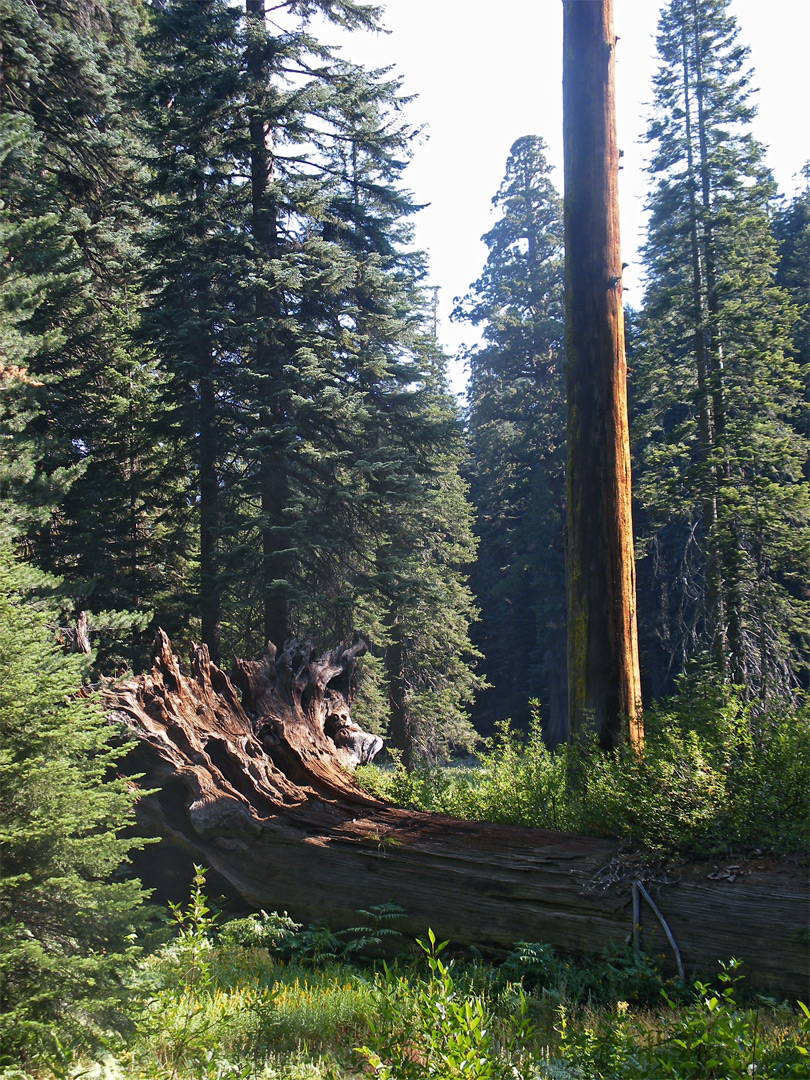 Tree by the meadow