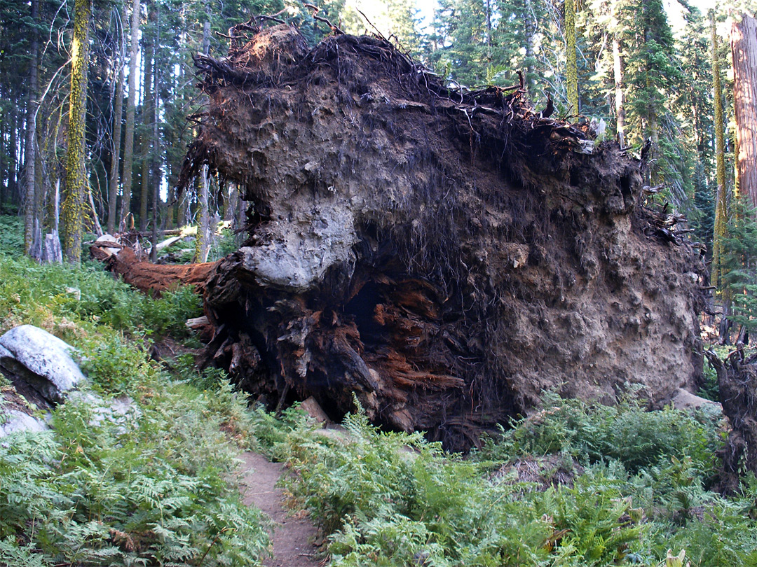 Fallen tree by the path