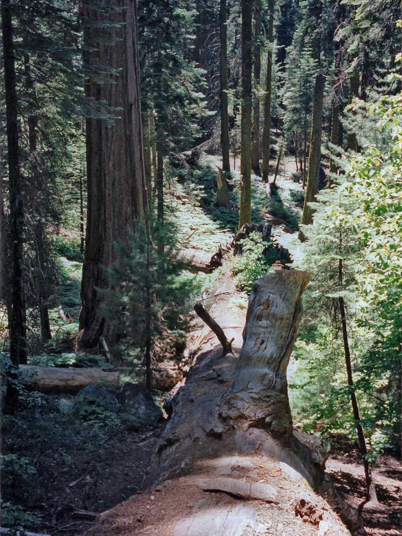 A fallen tree