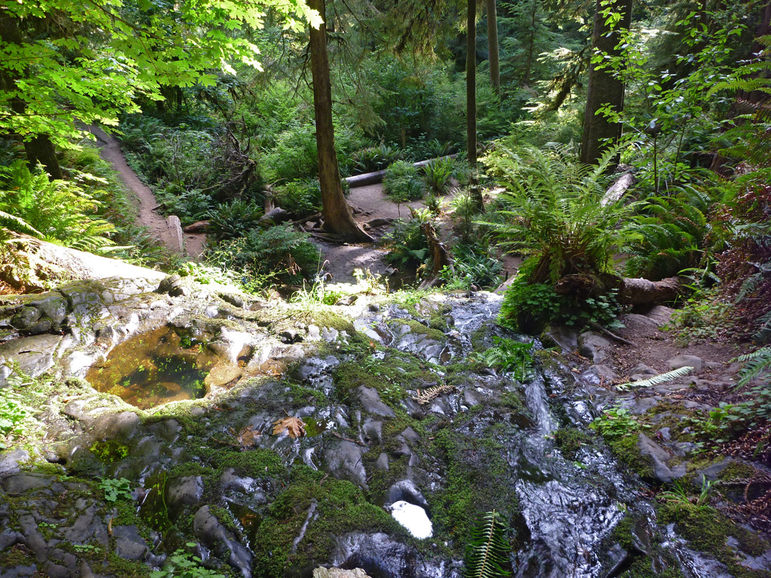 Above Fern Falls