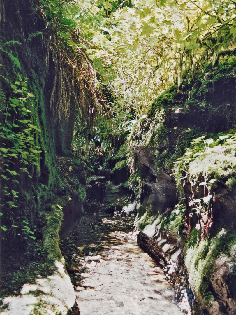 Fern Canyon tributary