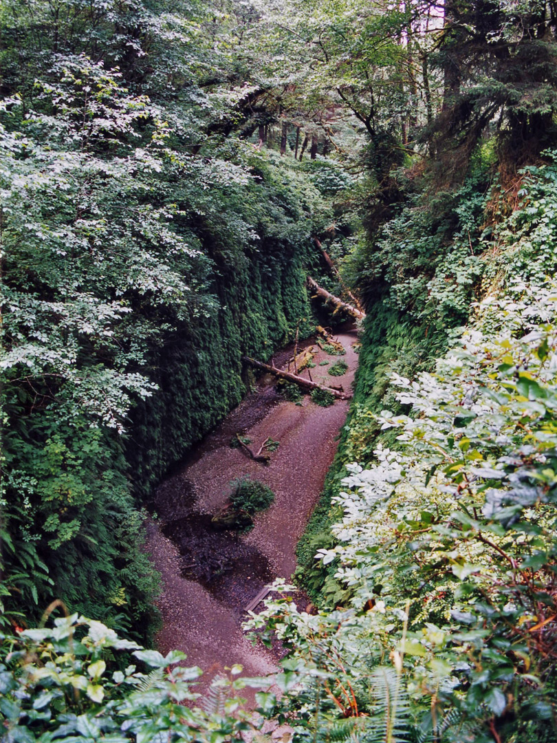 Looking down into Fern Canyon
