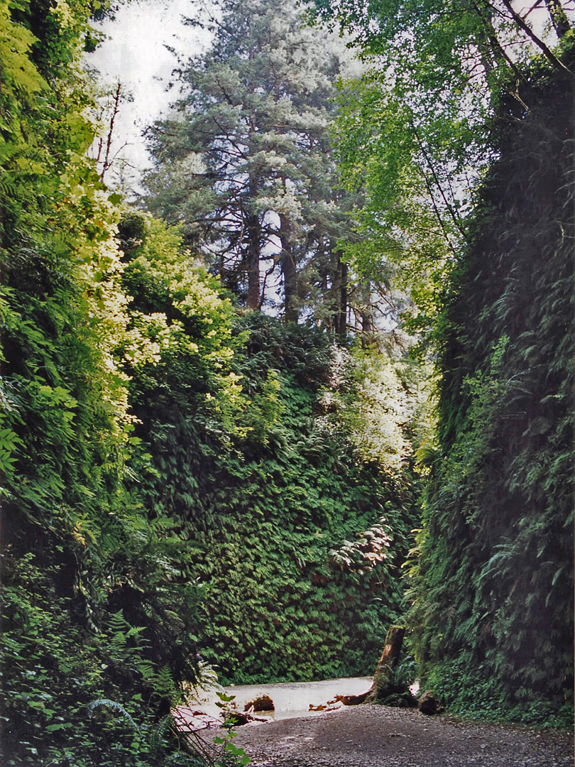 Bend in Fern Canyon