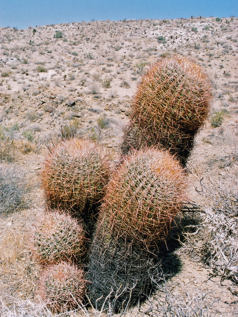 Barrel cacti