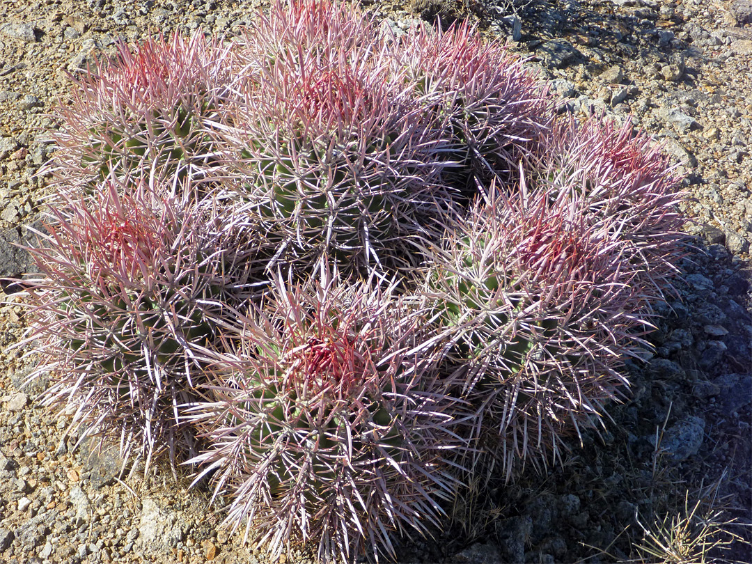 Red spines