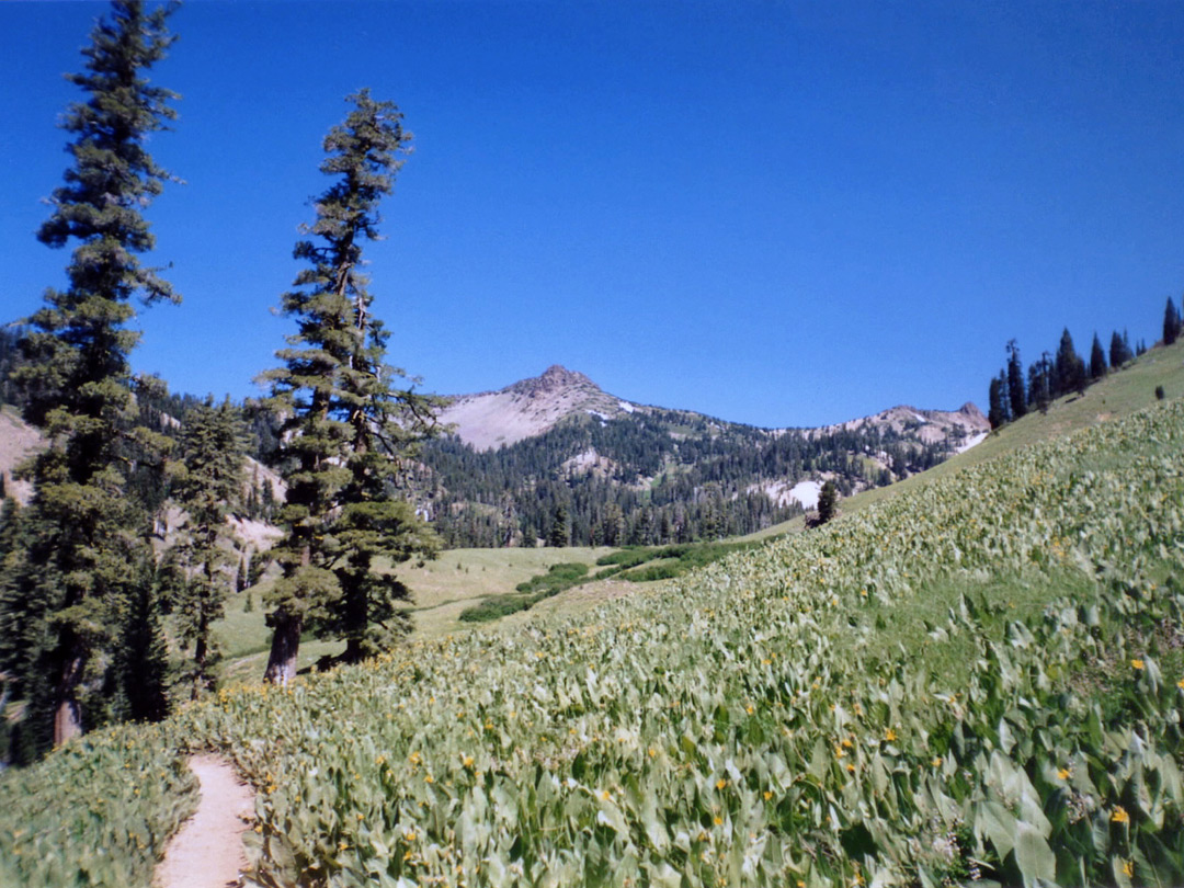 Field near Mill Creek Falls