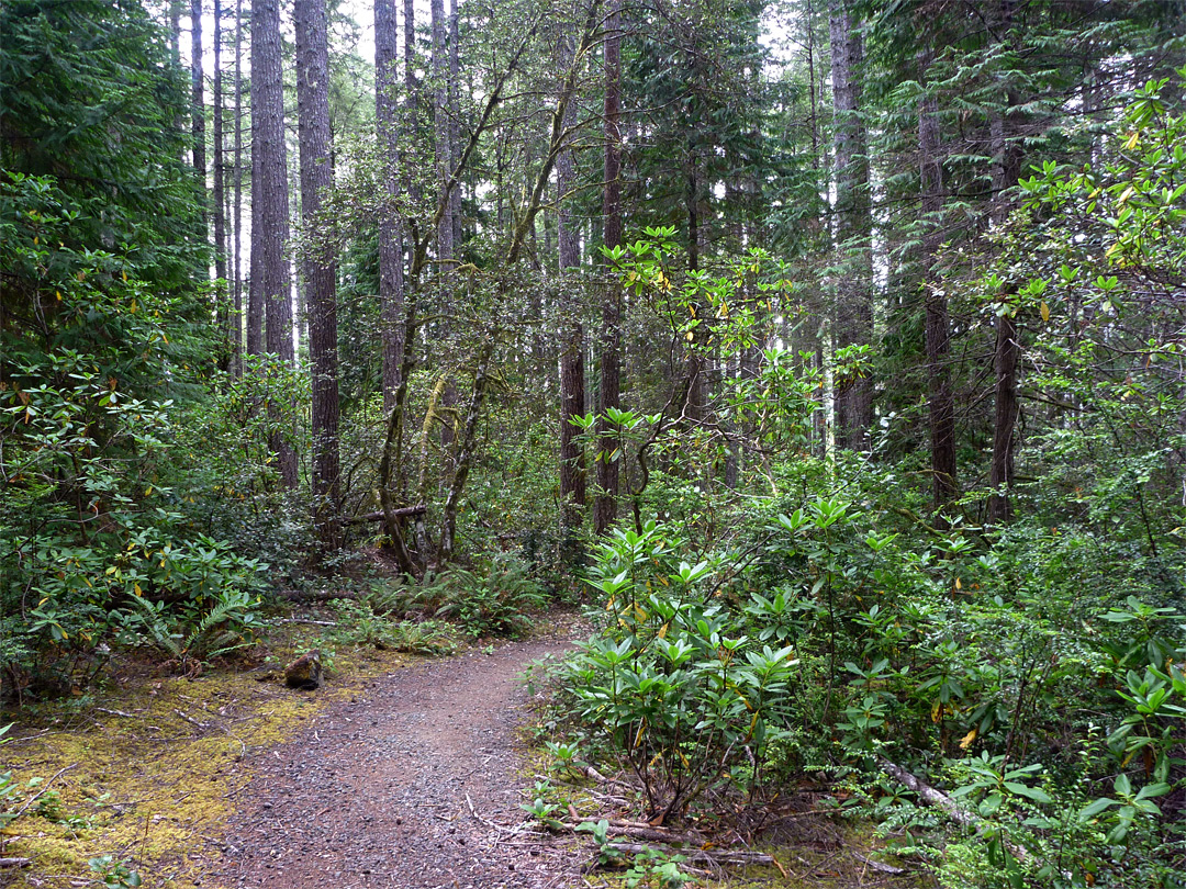 Rhododendrons and other undergrowth