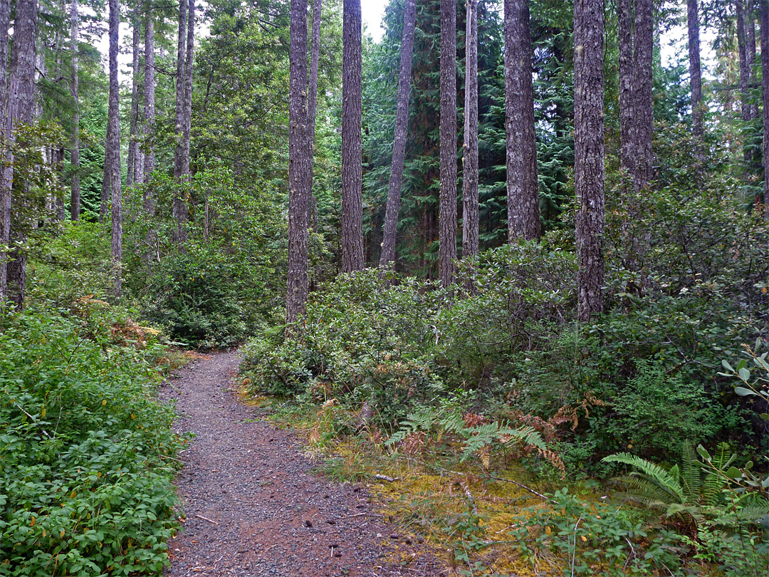 Fir and cedar woodland