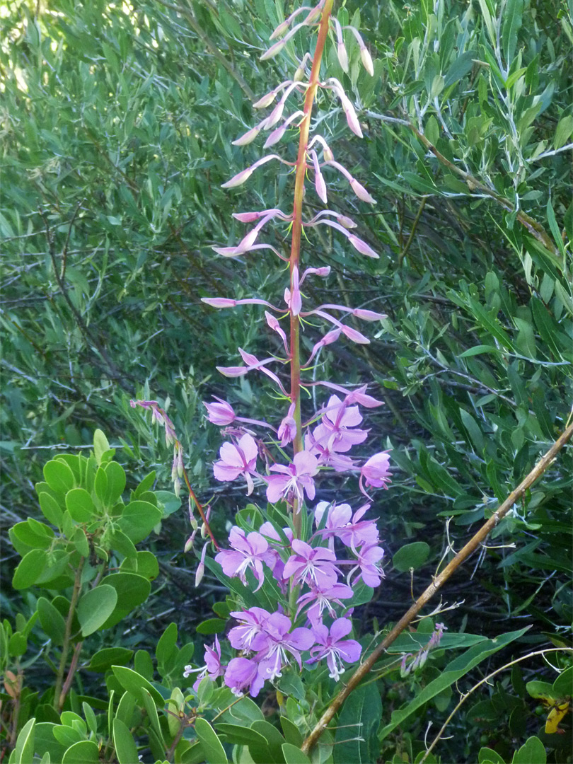 Fireweed