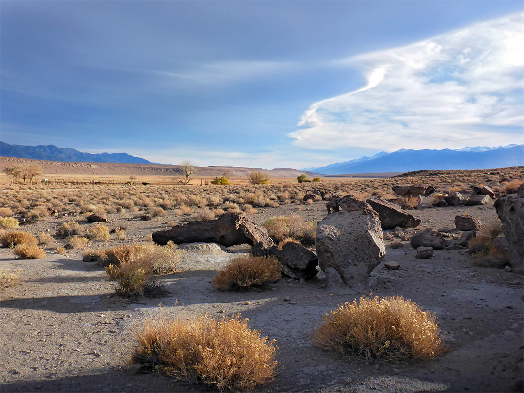 Bushes and boulders