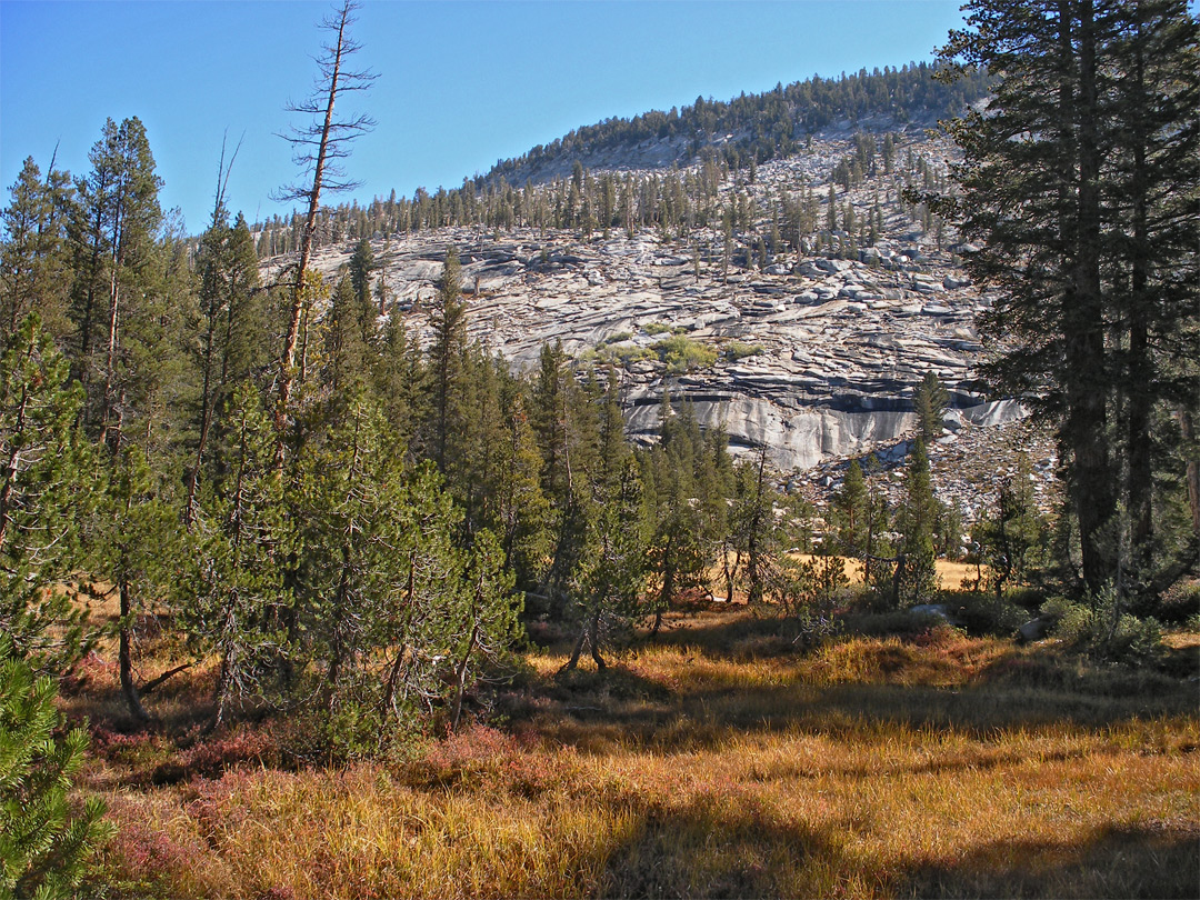 Meadow on the Forsyth Trail