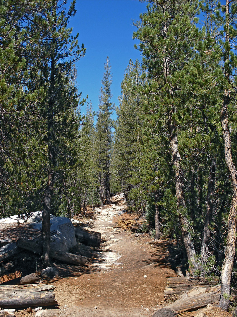 The Forsyth Trail