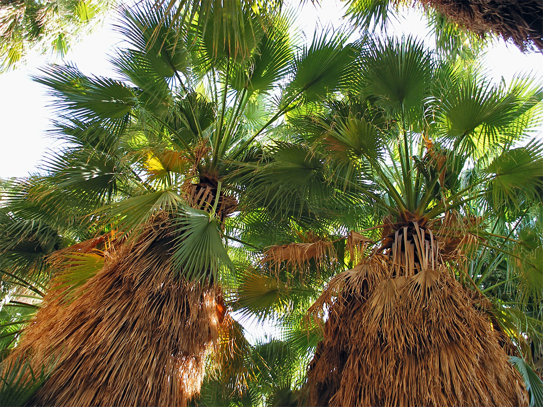 Underneath the palms