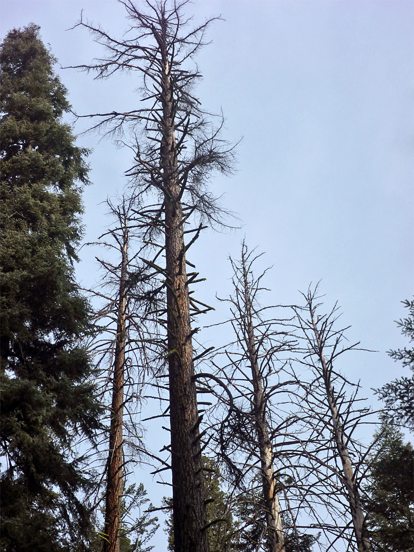 Four dead trees