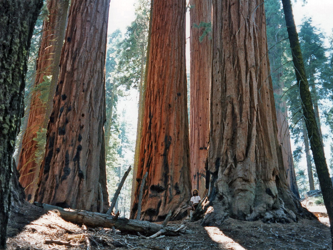 Trees along the Soldiers Loop Trail