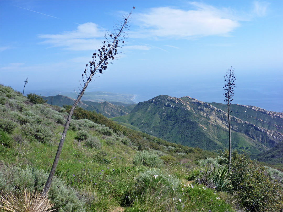 Yucca flower spikes