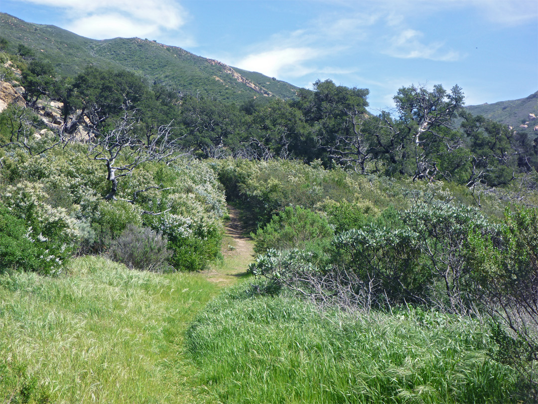 Bushy hillside