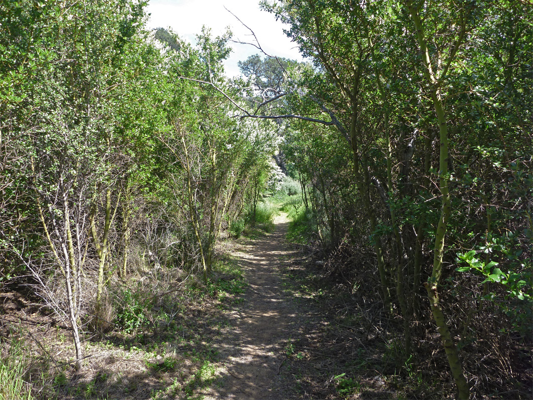 Overgrown section of the trail