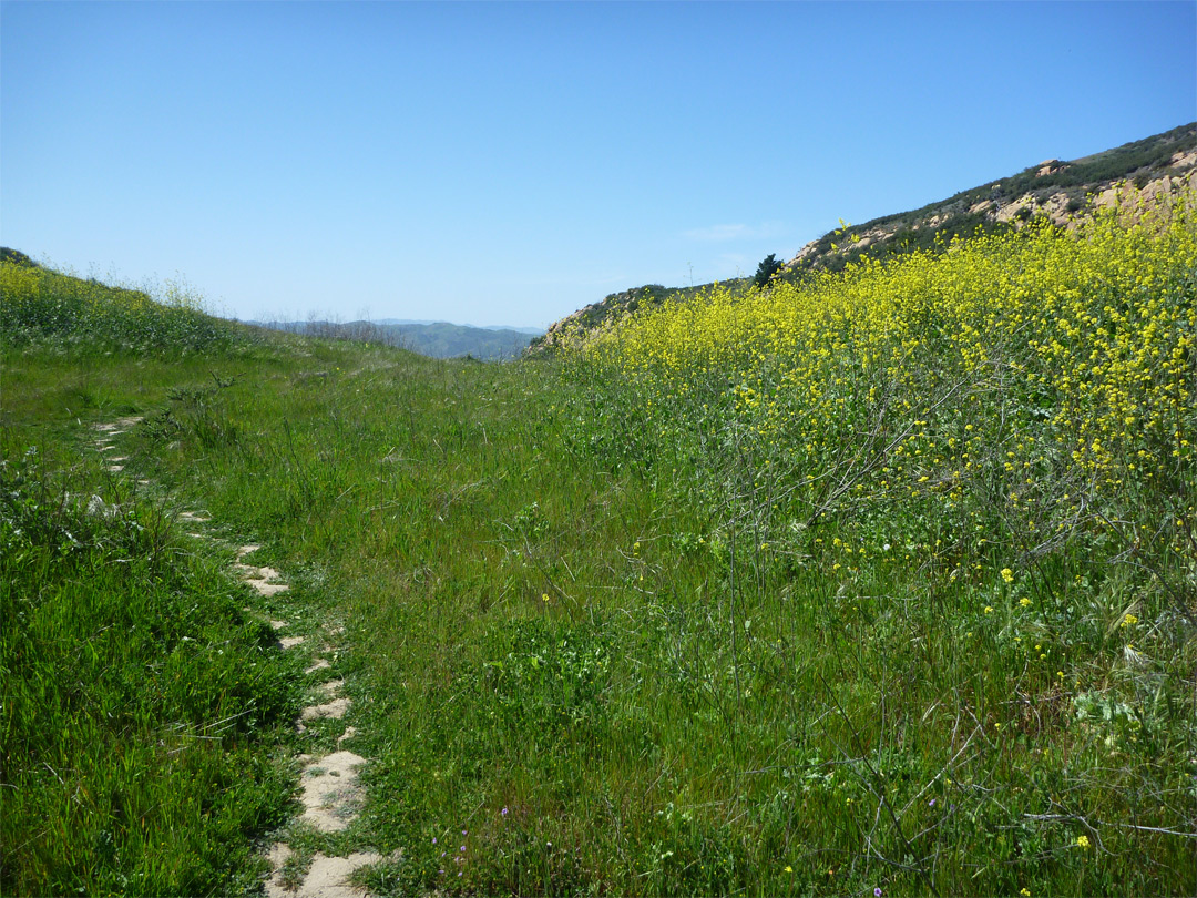 Grass and yellow flowers