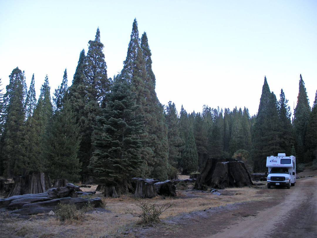 Camping in the forest