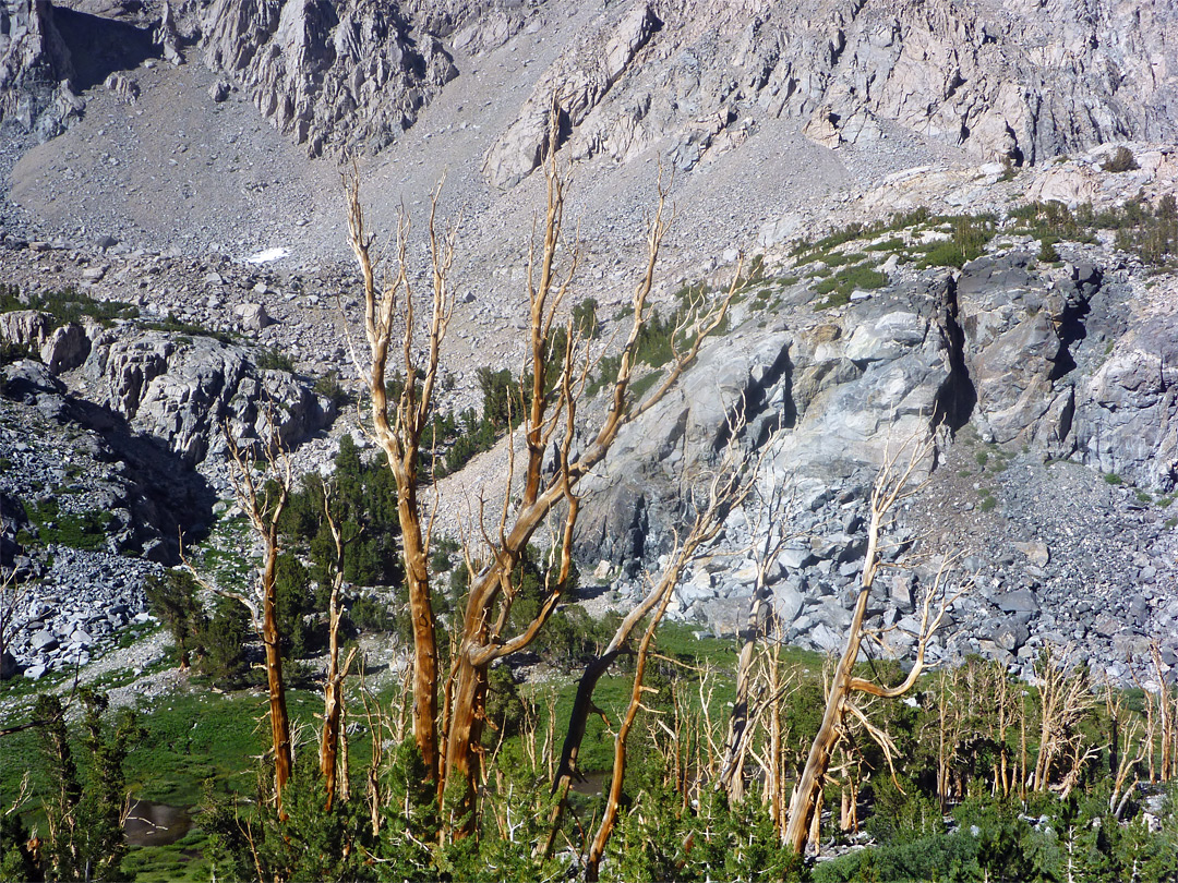 Dead conifer trees