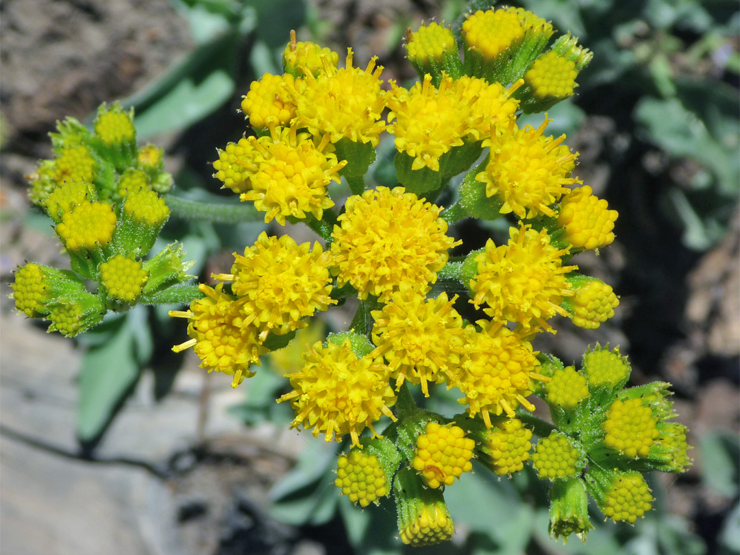 Ragwort