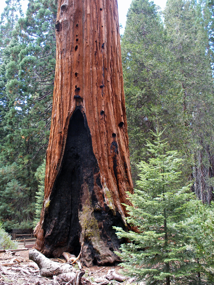 Burnt sequoia tree