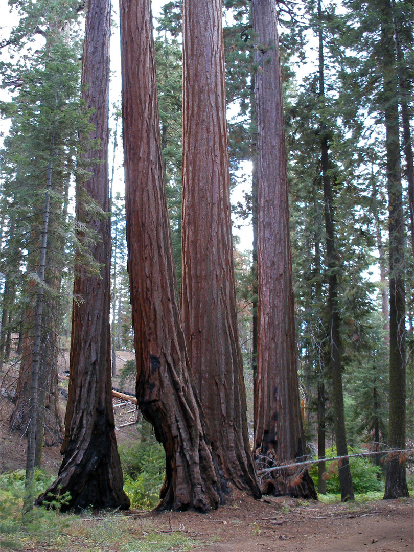 Four trees