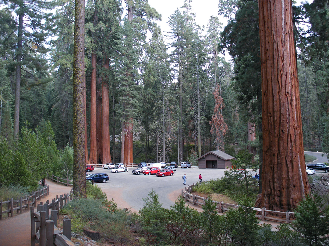 Grant Grove, Kings Canyon National Park, California