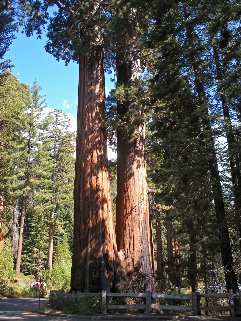 Sequoia by the road to Grant Grove