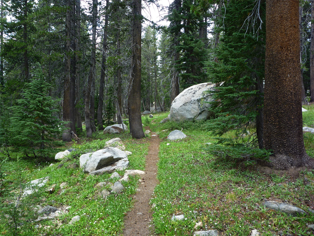 Path through the trees