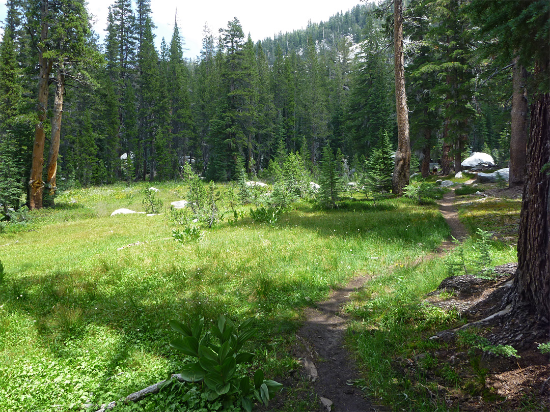 Woodland clearing