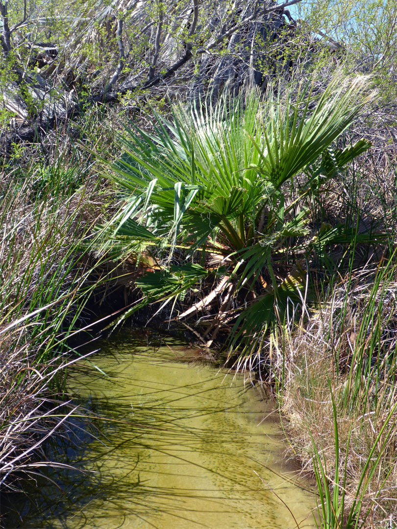 Young palm