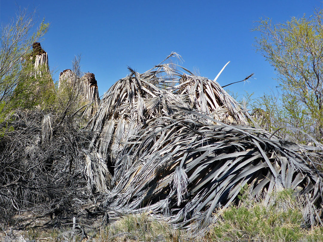 Palm fronds