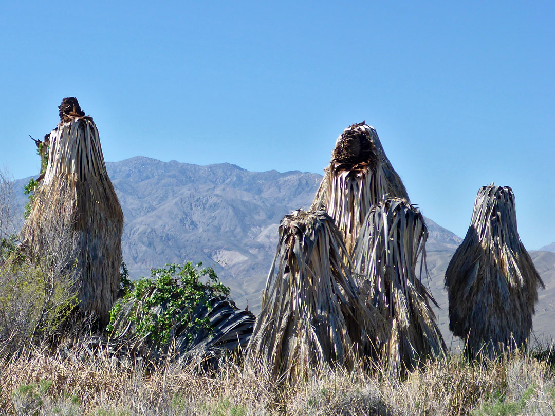 Dead palm trees