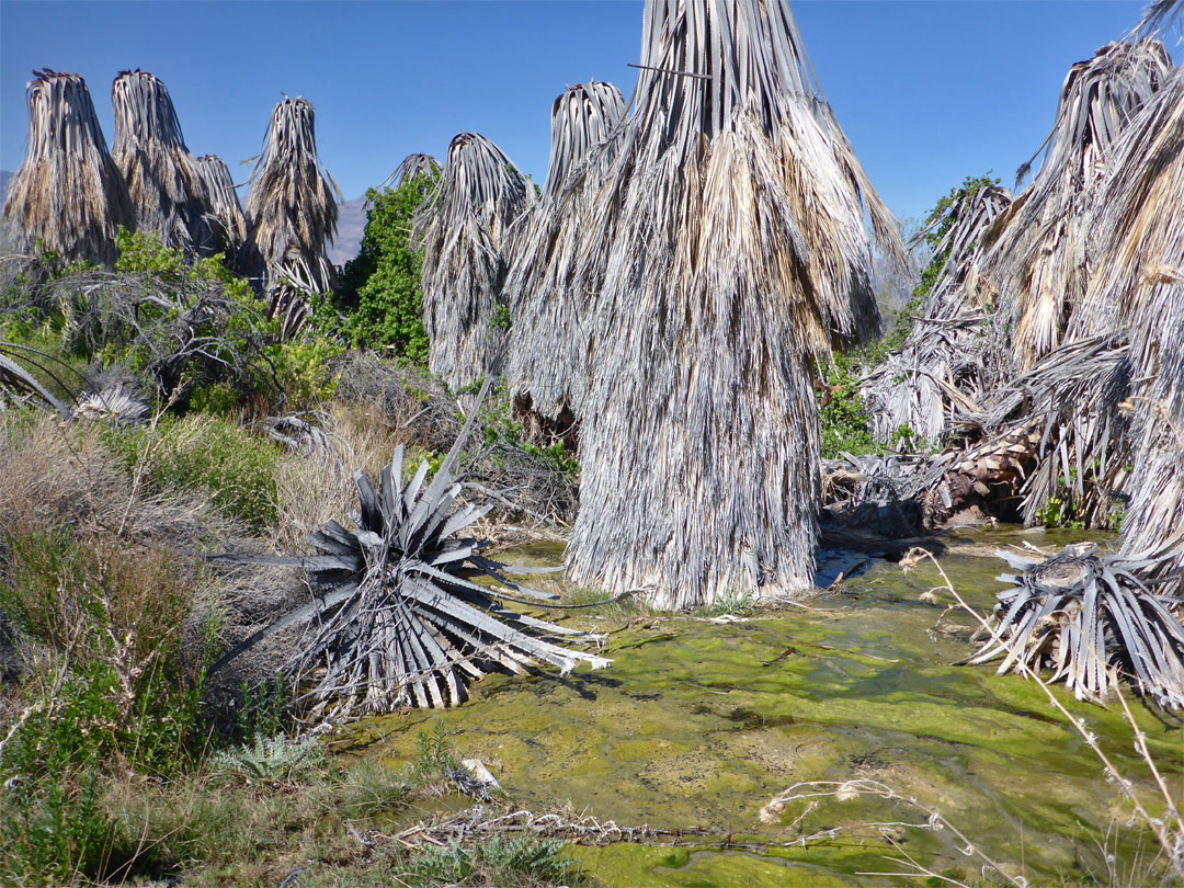 Palms at a spring