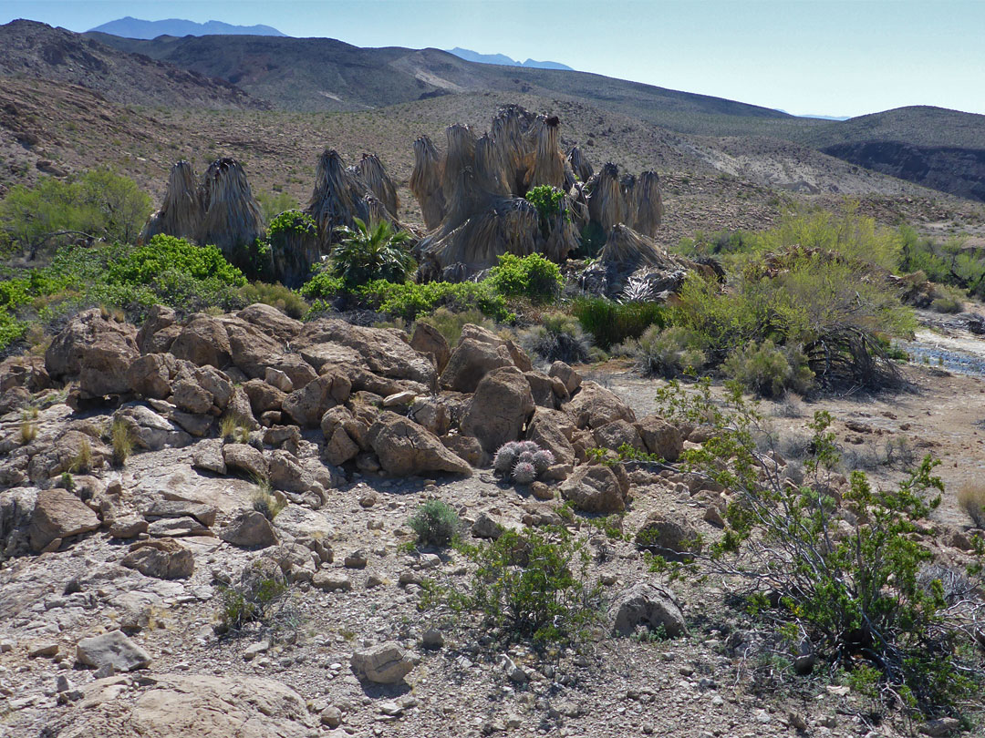 Boulders near an oasis