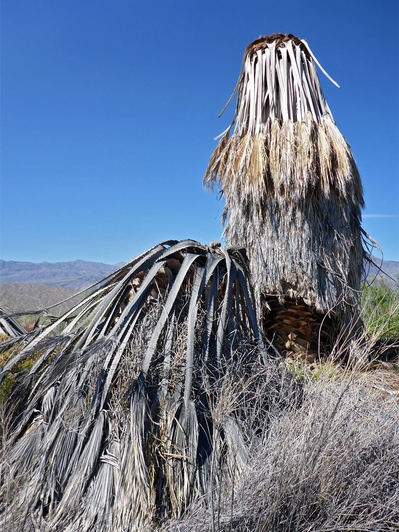 Two dead palms