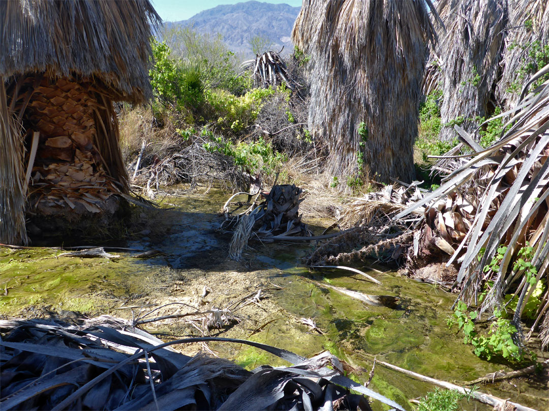 Green algae