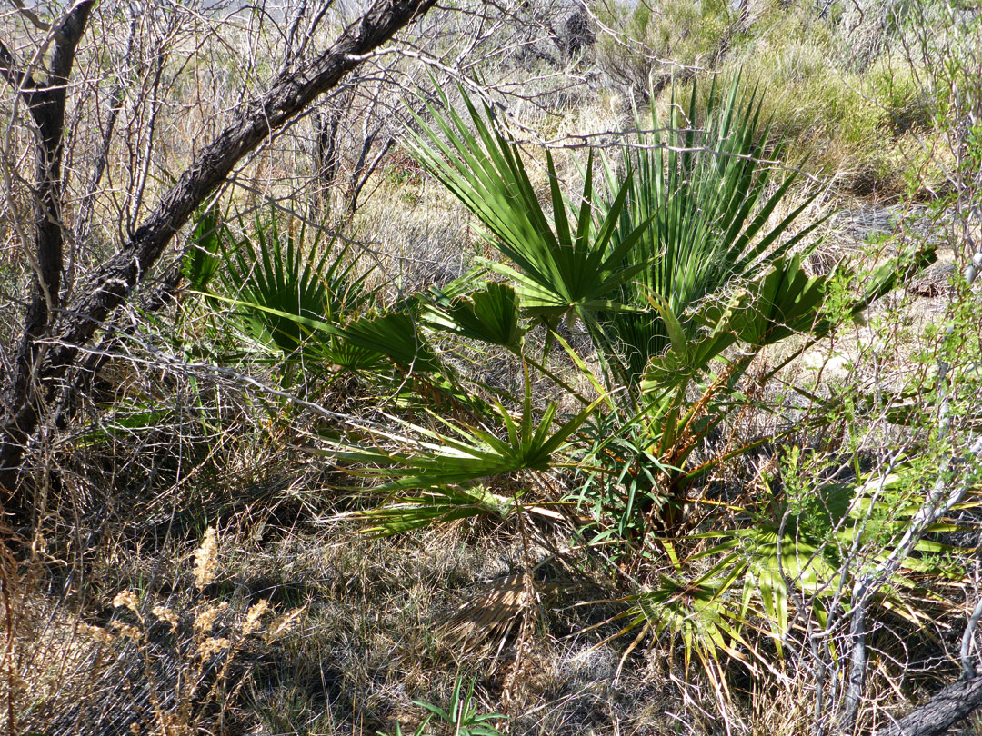 Small palm trees