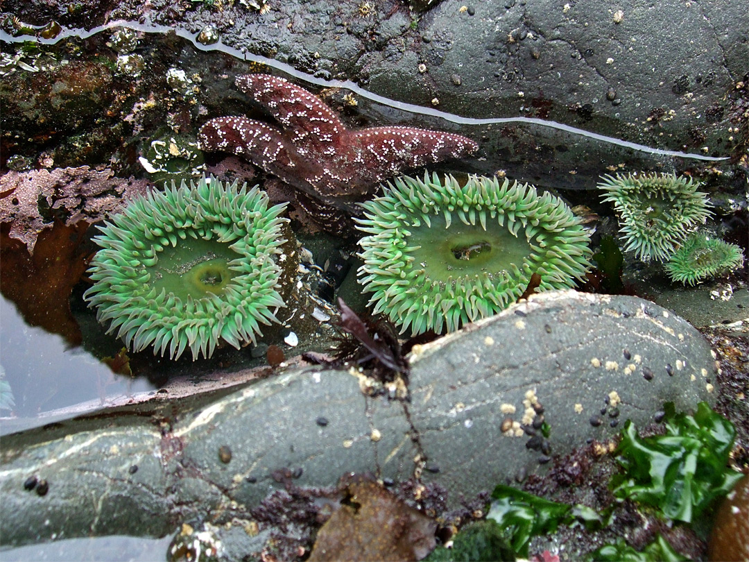 Giant green anemones