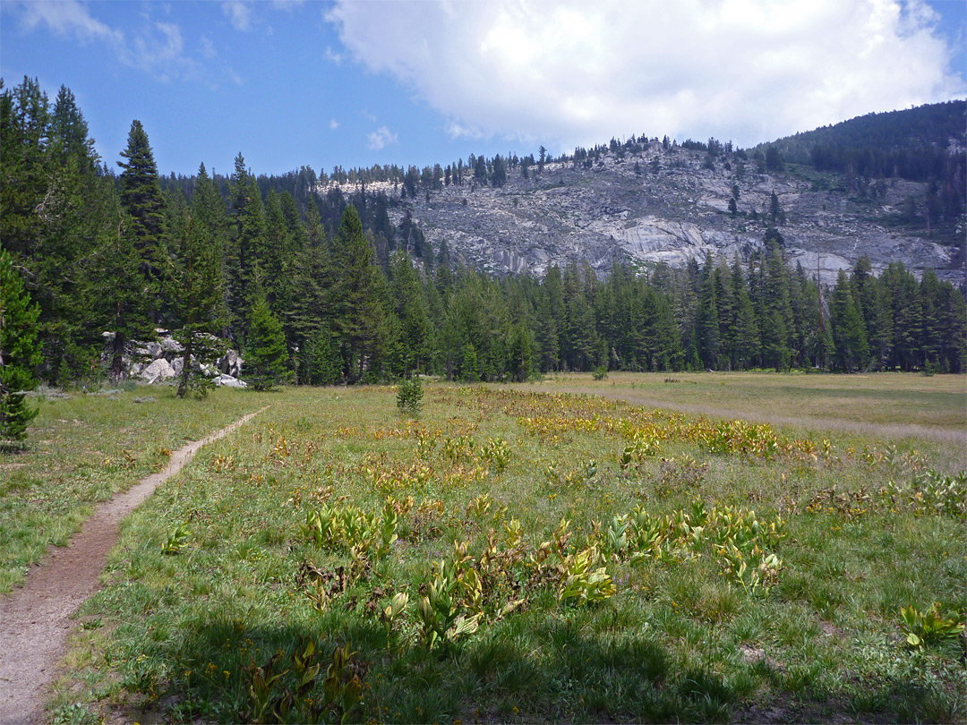 Trail by Halfmoon Meadow